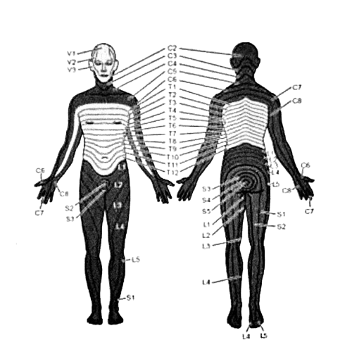 lumbar spine
